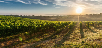 Veinireisid: kus maitsta kõige magusamat, aromaatsemat ja eksklusiivsemat? 🍷
