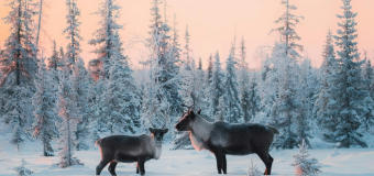❄️ Lapimaa - maagiline talvevõlumaa