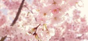 Parimad sihtkohad kevadeks – kuhu reisida, kui loodus ärkab? 🌸✈️