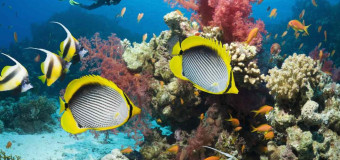 Egiptuse reis: avasta sukeldumine ja veealune maailm! 🐠