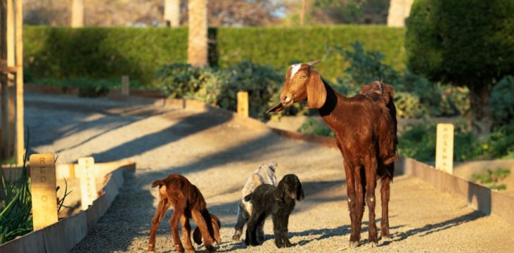 Puhkus Marsa Alamis, 5* hotellis MOVENPICK RESORT EL QUSEIR! 12