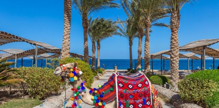 Vaikne ja hubane puhkus 4* KING TUT AQUA PARK BEACH RESORT hotellis Hurghadas 17