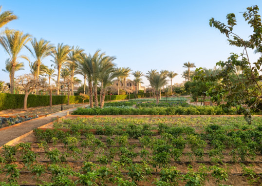 MOVENPICK RESORT EL QUSEIR 14