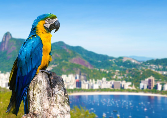 Rio de Janeiro Brasiilia 14