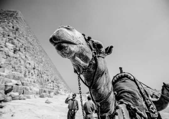El Alamein Egiptus 8