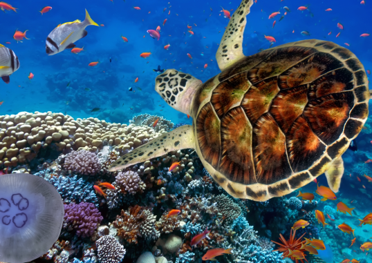 Marsa Alam Egiptus 8