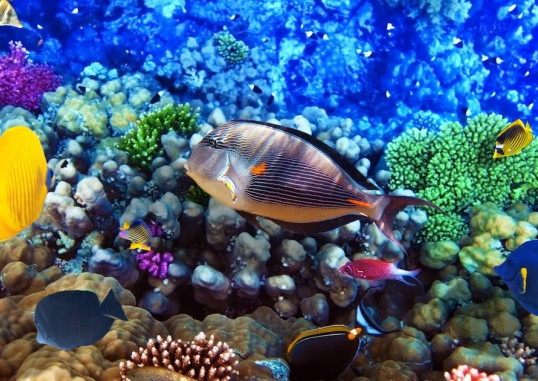 Sharm el Sheikh Egiptus 12